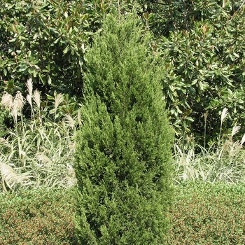 Juniperus chinensis 'Spartan'