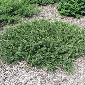 Juniperus communis 'Repanda'