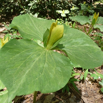 Trillium luteum