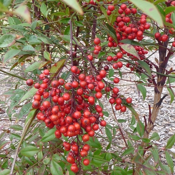 Nandina domestica 