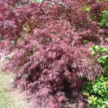 Acer palmatum var. dissectum 'Tamukeyama' 