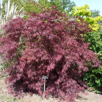 Acer palmatum var. dissectum 'Tamukeyama'