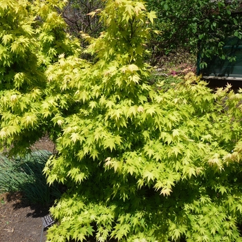 Acer palmatum 'Orange Dream' 