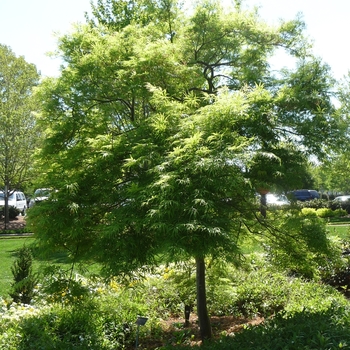 Acer palmatum var. dissectum 'Filigree'