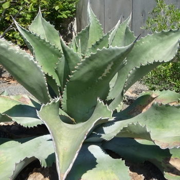 Agave 'Mr Ripple'