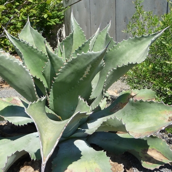 Agave 'Mr Ripple' 