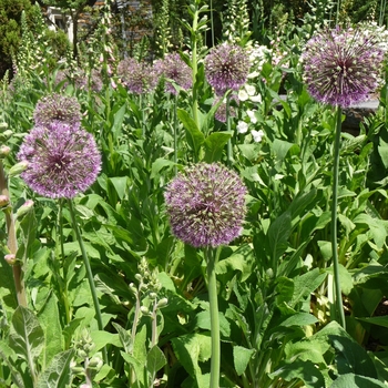 Allium giganteum 'Gladiator'