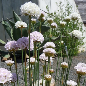 Armeria cinerea 