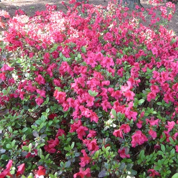 Rhododendron kaempferi 'Johanna'