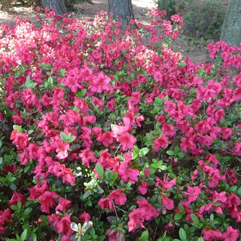 Rhododendron kaempferi 'Johanna' 