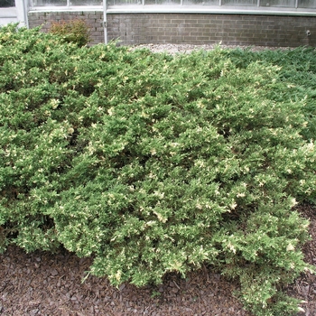 Juniperus davurica 'Expansa Variegata'