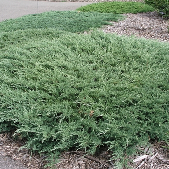 Juniperus horizontalis 'Hughes' 