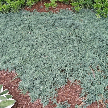 Juniperus horizontalis 'Icee Blue®'