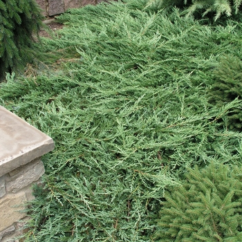 Juniperus horizontalis 'Jade River'