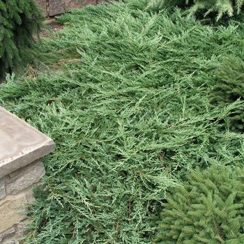 Juniperus horizontalis 'Jade River' 