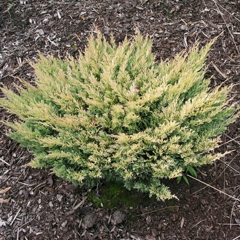 Juniperus horizontalis 'Lime Glow' 