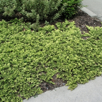 Juniperus horizontalis 'Mother Lode'