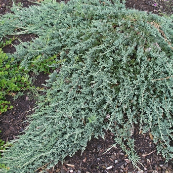 Juniperus horizontalis 'Wiltonii'