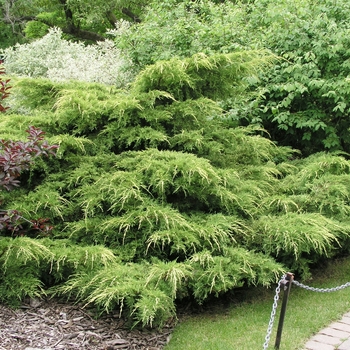 Juniperus chinensis 'Pfitzeriana Aurea'