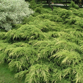 Juniperus chinensis 'Pfitzeriana Aurea' 