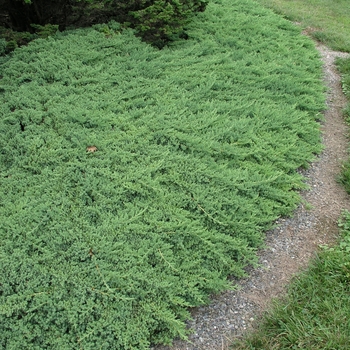 Juniperus procumbens 'Nana' 