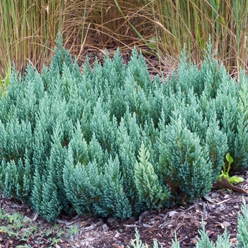 Juniperus sabina 'Blue Forest' 