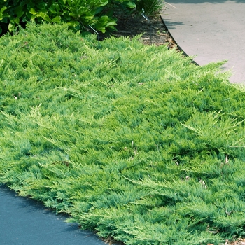 Juniperus sabina 'Broadmoor'