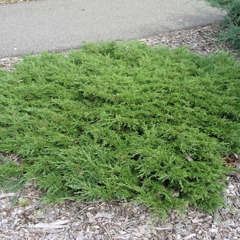 Juniperus sabina 'Calgary Carpet®'