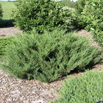 Juniperus sabina 'Pepin'