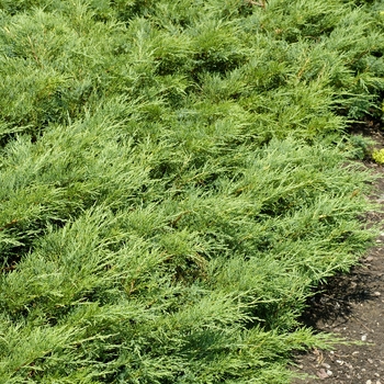 Juniperus sabina 'Skandia' 