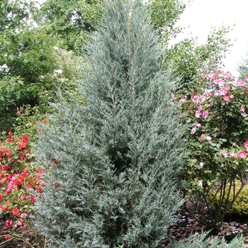 Juniperus scopulorum 'Moonglow'