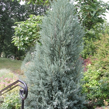 Juniperus scopulorum 'Moonglow' 