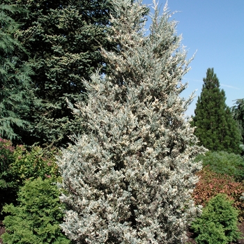 Juniperus scopulorum 'Snow Flurries' 