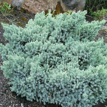 Juniperus squamata 'Blue Star' 