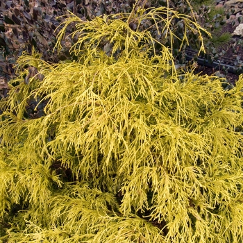 Chamaecyparis pisifera 'Lemon Thread' 