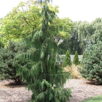 Chamaecyparis nootkatensis 'Glauca Pendula'