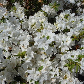 Rhododendron Glenn Dale hybrid 'Delaware Valley White' 