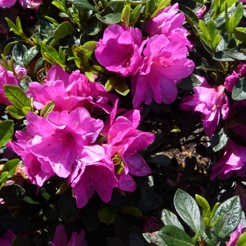 Rhododendron 'Easter Morn' 