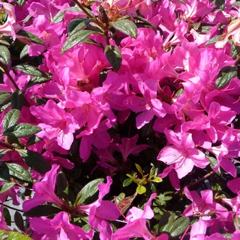 Rhododendron Encore® 'Autumn Amethyst®'