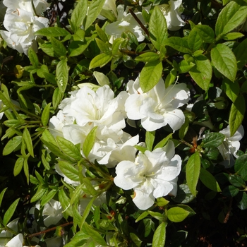 Rhododendron Encore® 'Autumn Moonlight®'