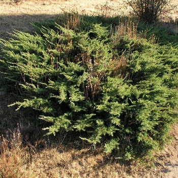 Juniperus communis