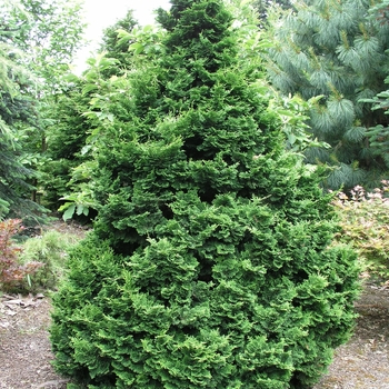 Chamaecyparis obtusa 'Templehof'