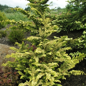 Chamaecyparis obtusa 'Fernspray Gold'