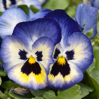 Viola x wittrockiana 'Blueberry Thrill' 