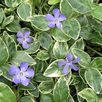 Vinca minor 'Variegata' 