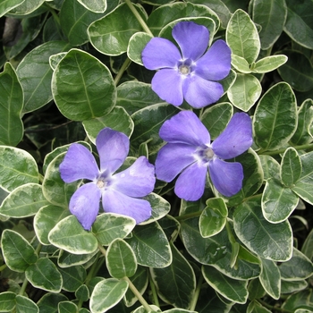 Vinca minor 'Sterling Silver' 