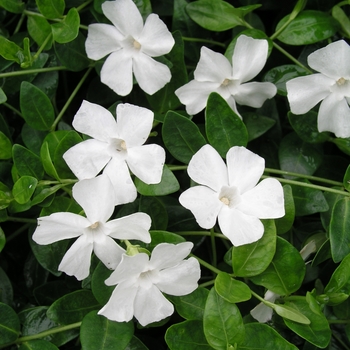 Vinca minor 'Gertrude Jekyll ('Miss Jekyll')' 