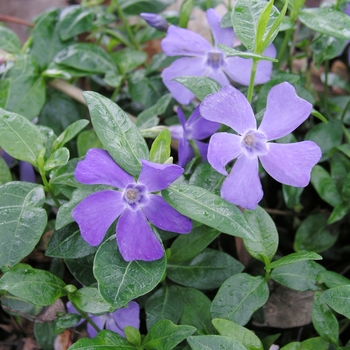 Vinca minor 'Dart's Blue' 