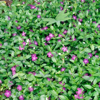 Vinca minor 'Atropurpurea' 