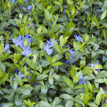 Vinca minor